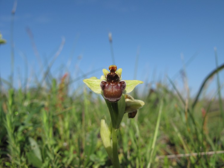 Ophrys bombyliflora